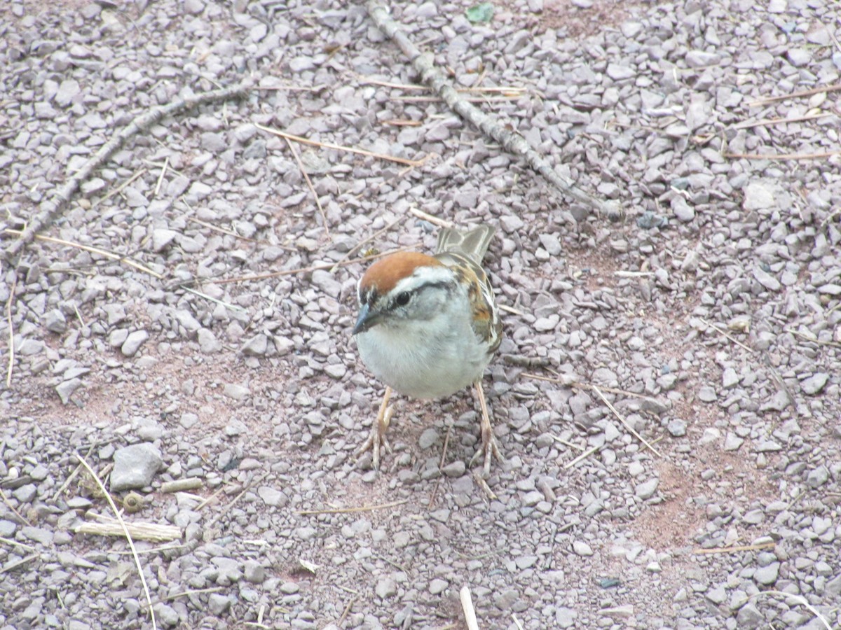 Chipping Sparrow - ML638683298