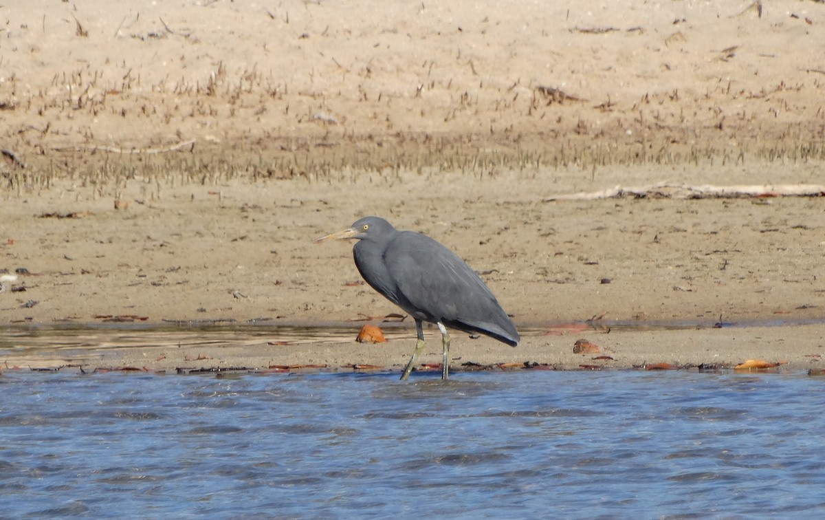 Pacific Reef-Heron - ML638683299