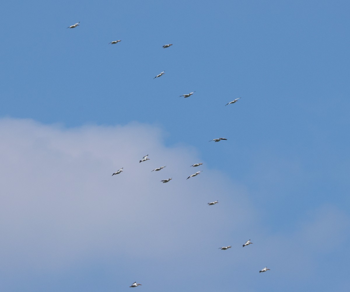 American White Pelican - ML638683300
