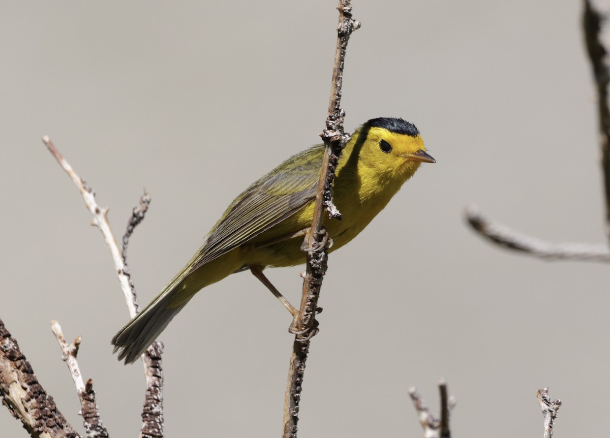 Wilson's Warbler - ML638683303