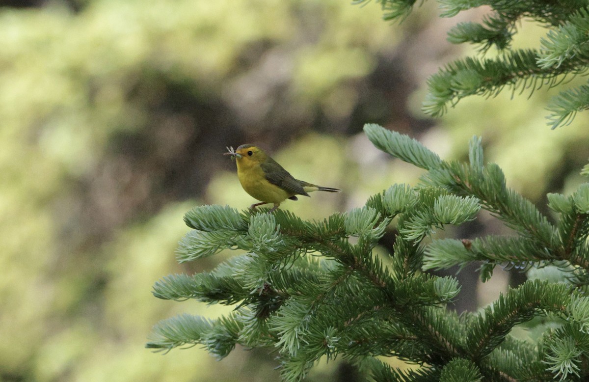 Wilson's Warbler - ML638683304
