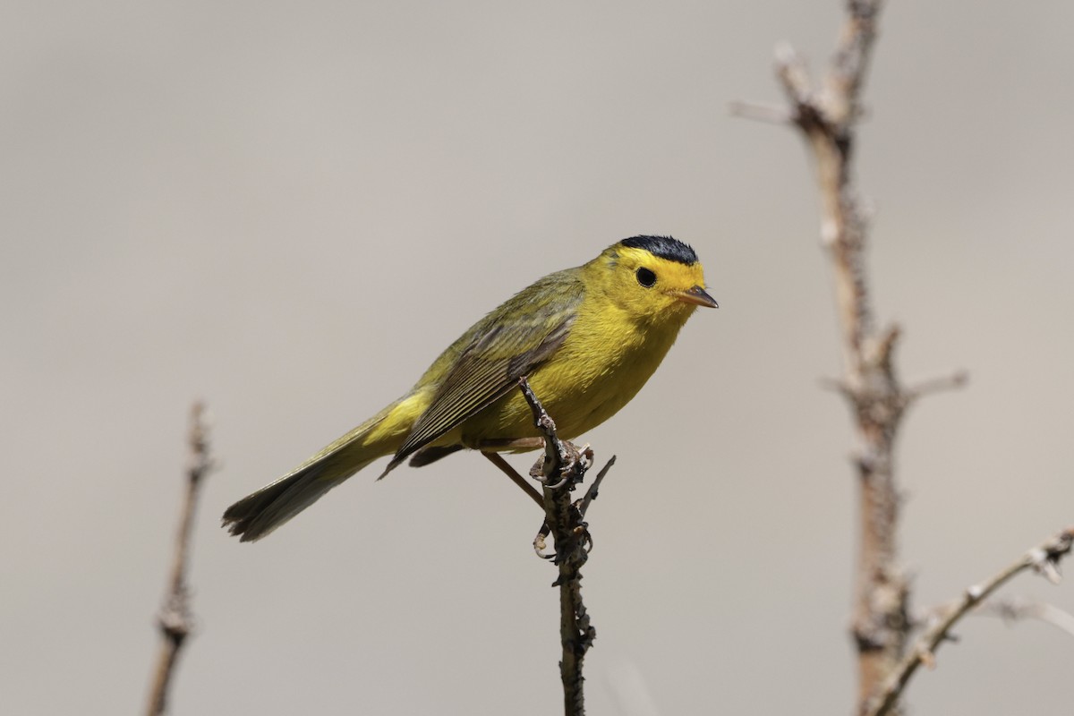 Wilson's Warbler - ML638683305