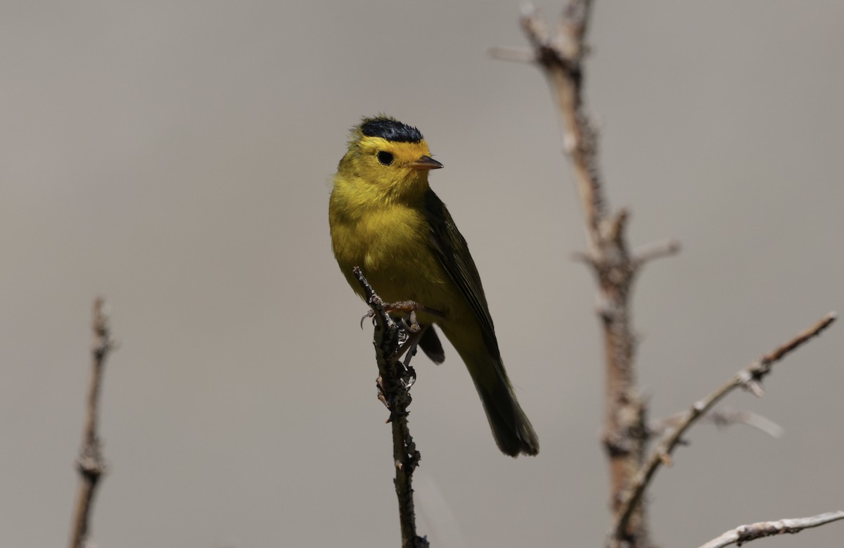 Wilson's Warbler - ML638683306