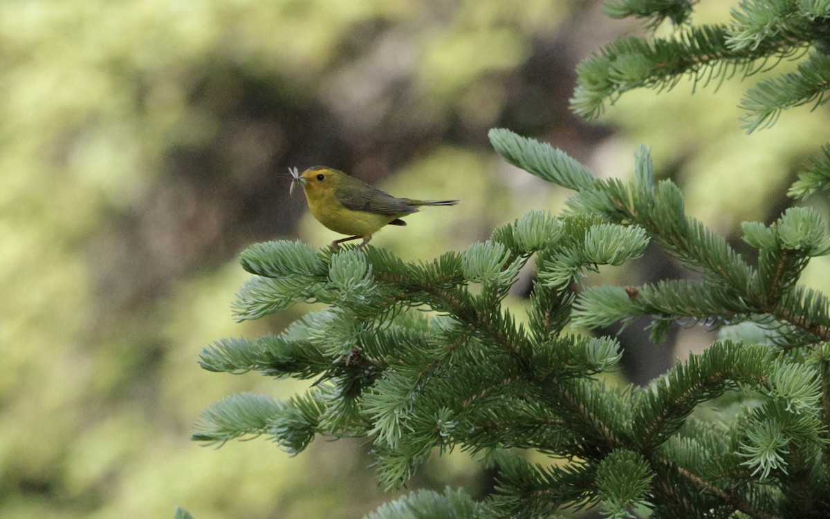 Wilson's Warbler - ML638683307
