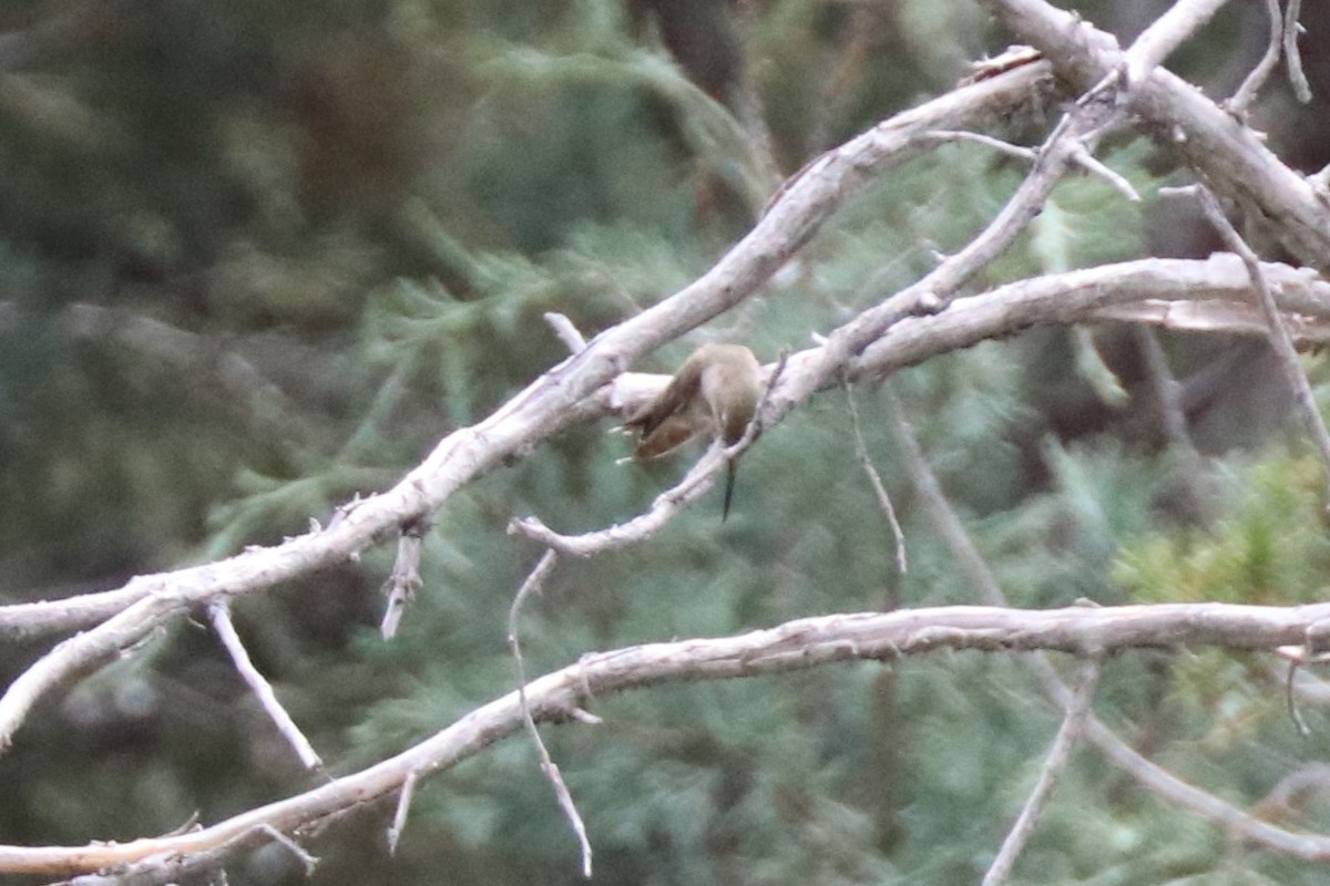 hummingbird sp. - ML638683309