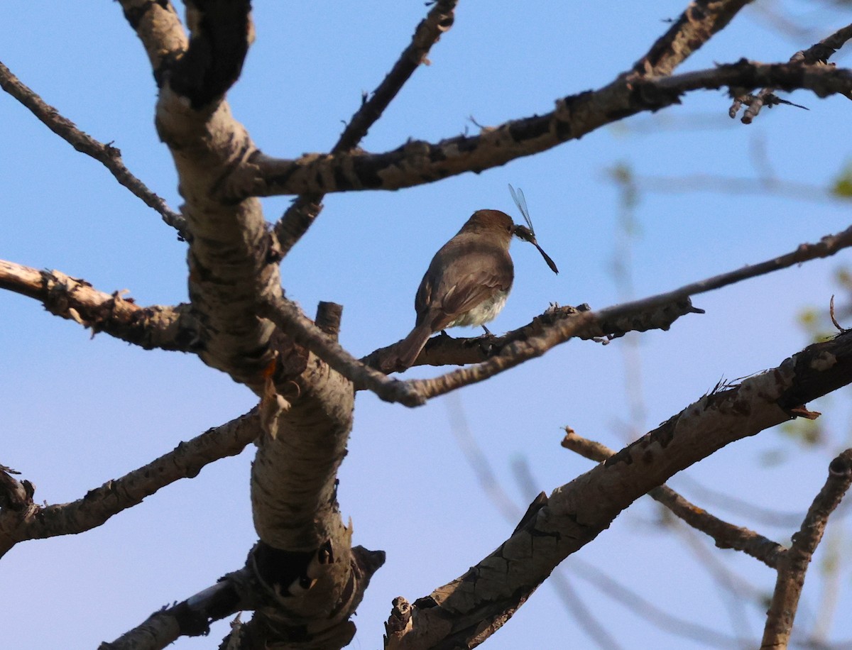 Eastern Phoebe - ML638683310
