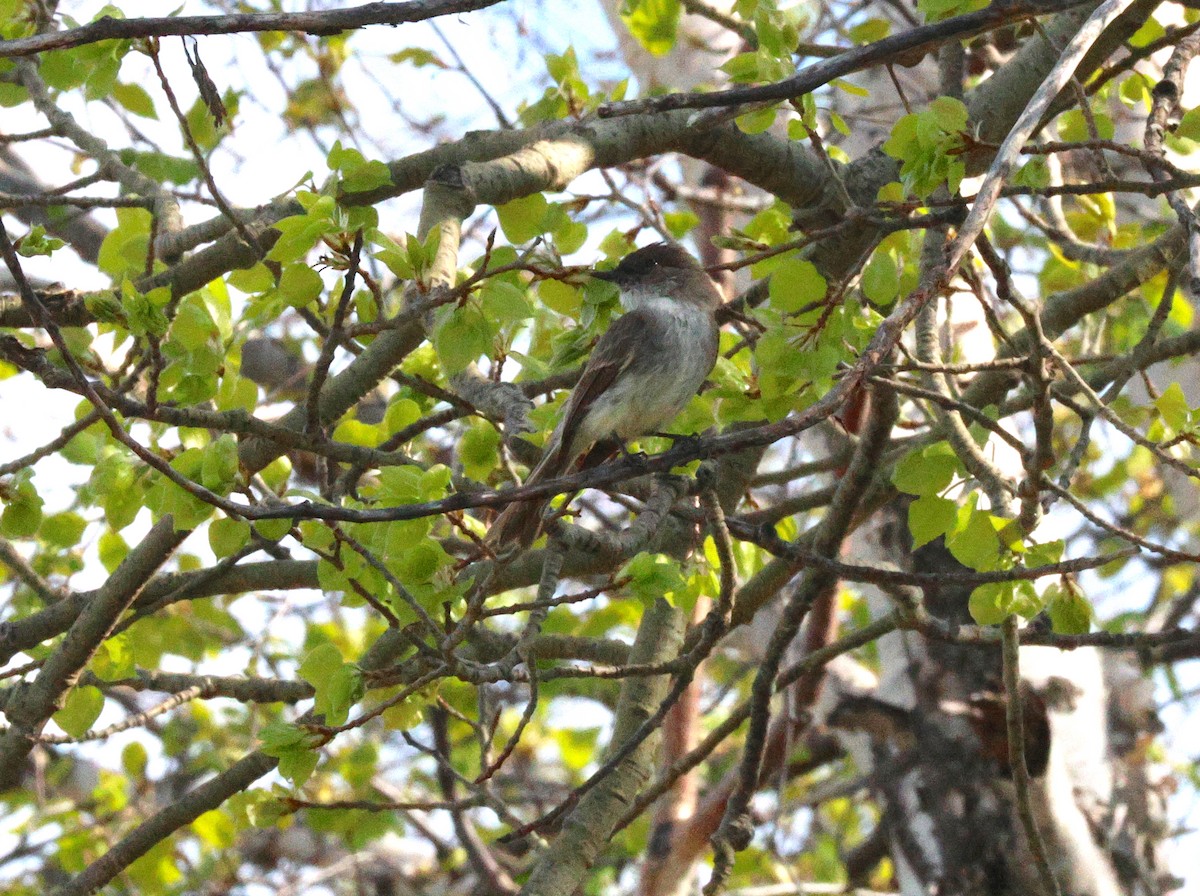 Eastern Phoebe - ML638683311