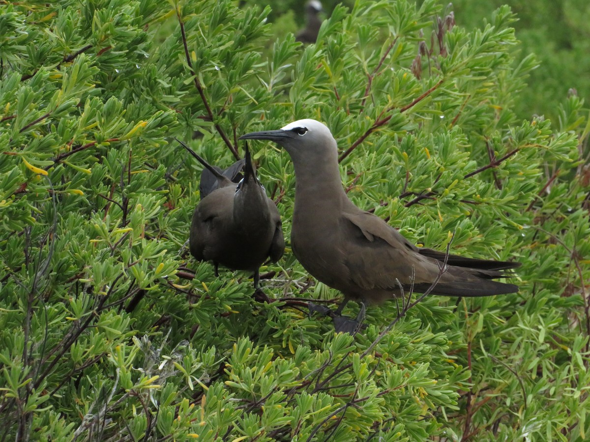 Brown Noddy - ML638683313