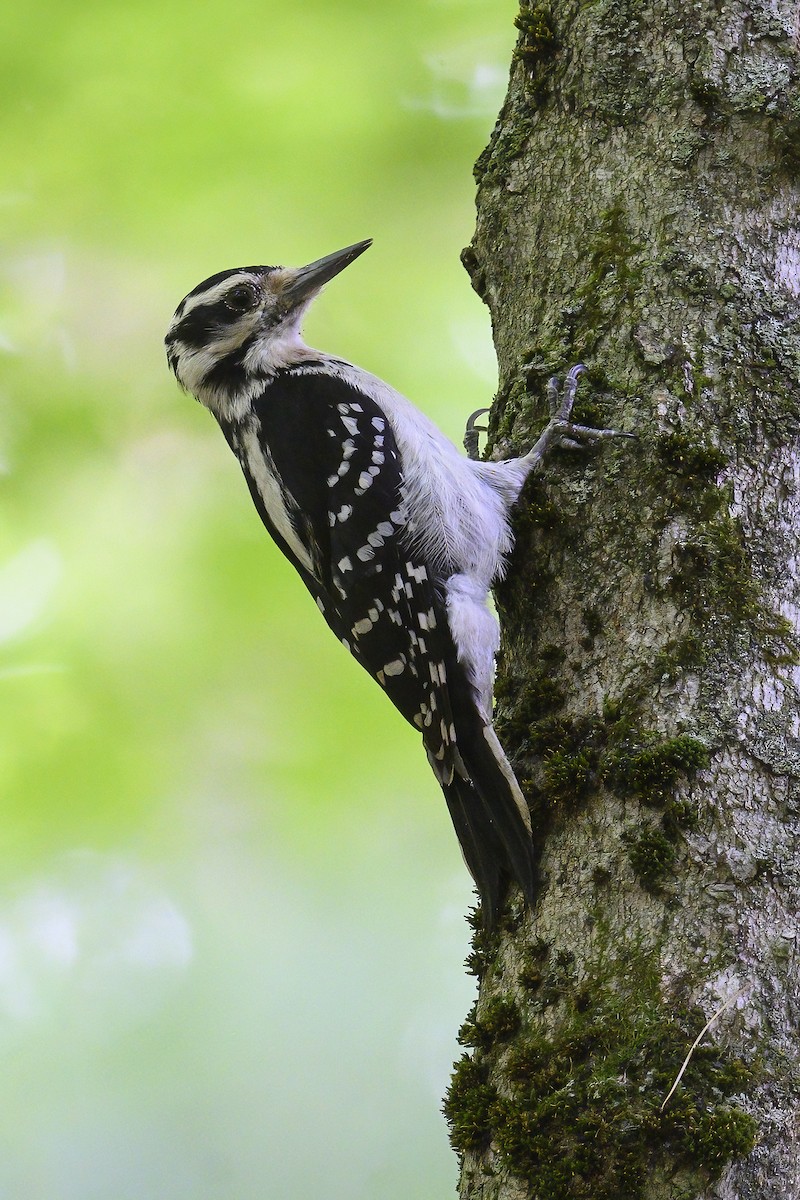 Hairy Woodpecker - ML638683315