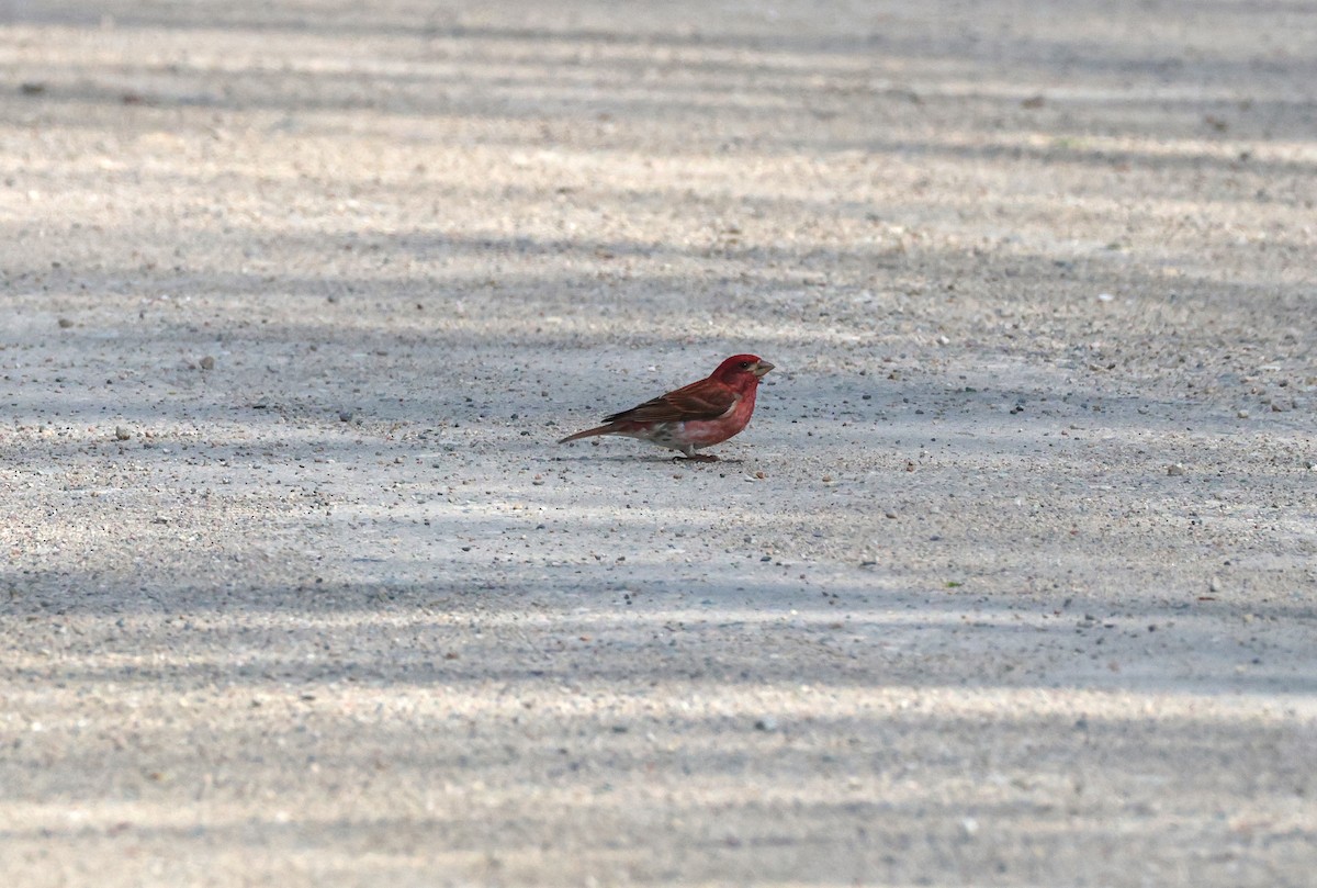 Purple Finch - ML638683319