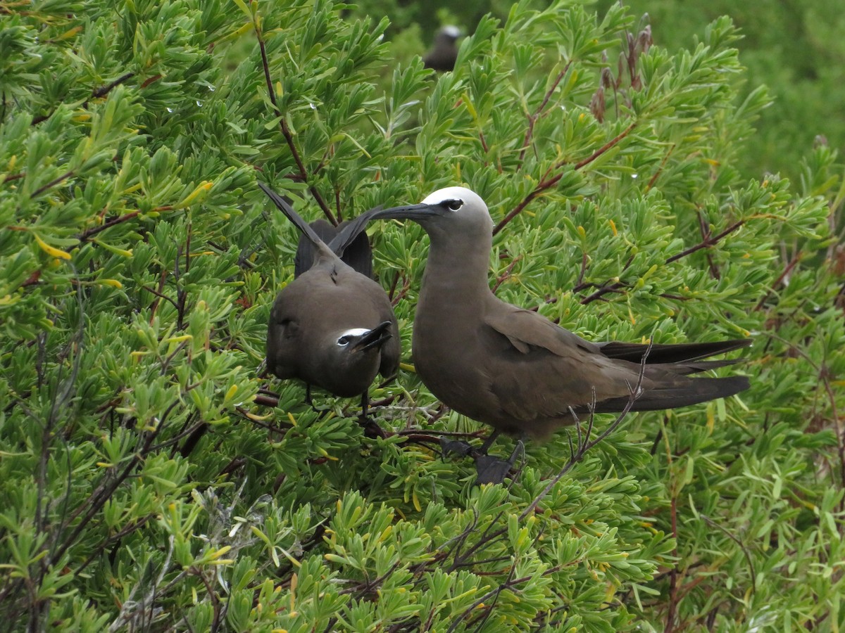 Brown Noddy - ML638683323