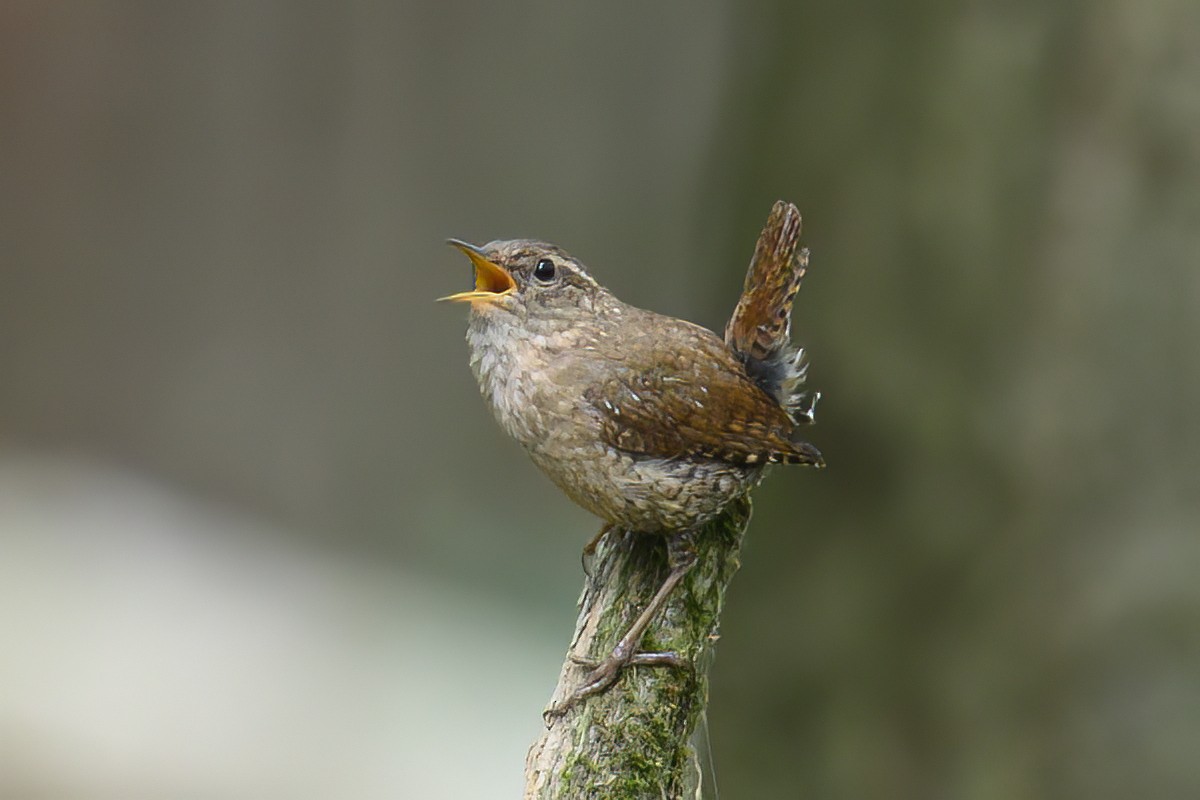 Winter Wren - ML638683330