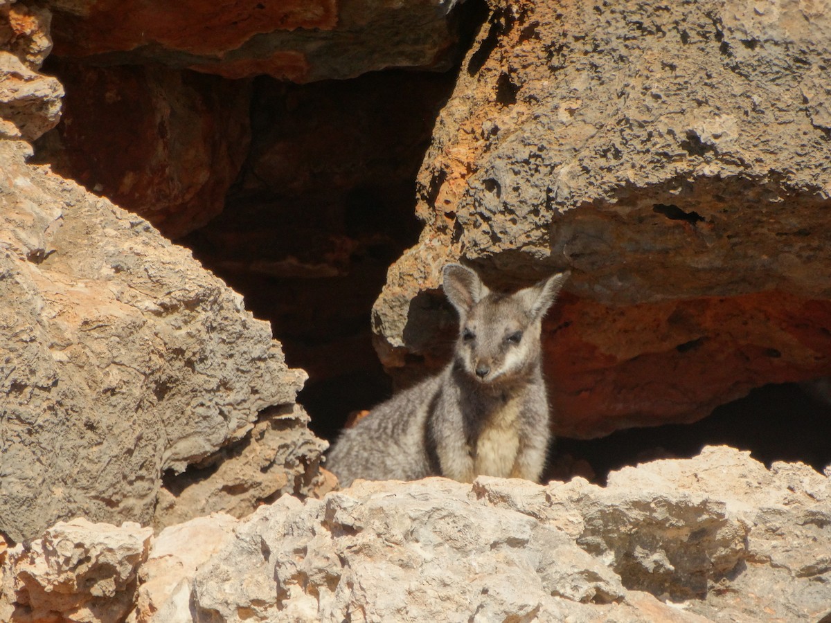 Black-flanked Rock Wallaby - ML638683348