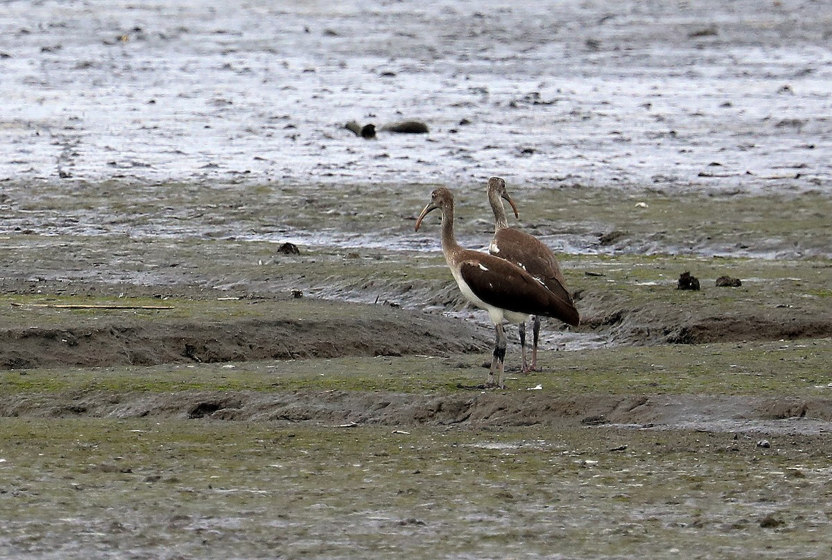 Ibis zuria - ML638683349