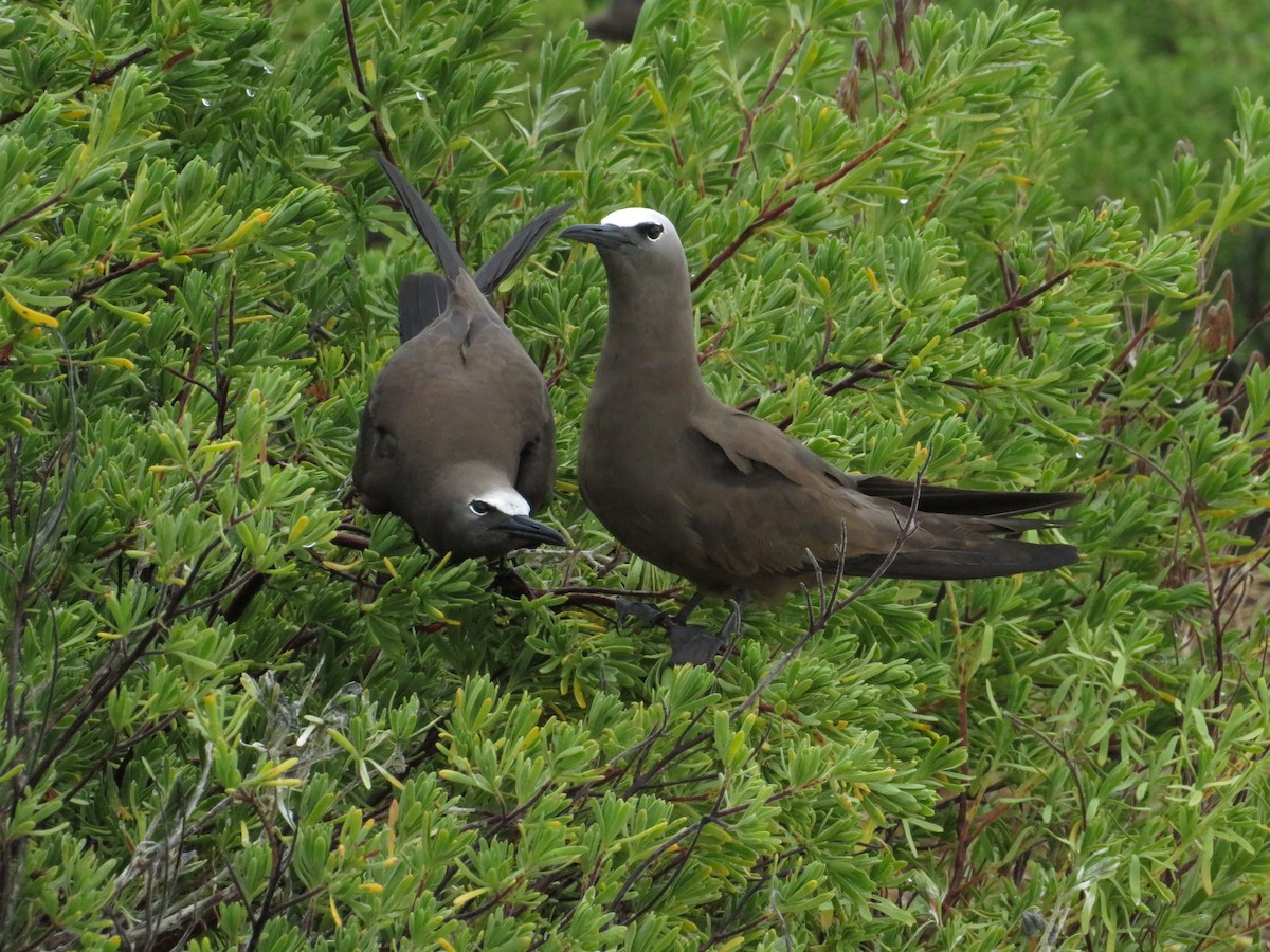 Brown Noddy - ML638683351