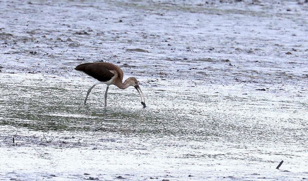 Ibis zuria - ML638683355
