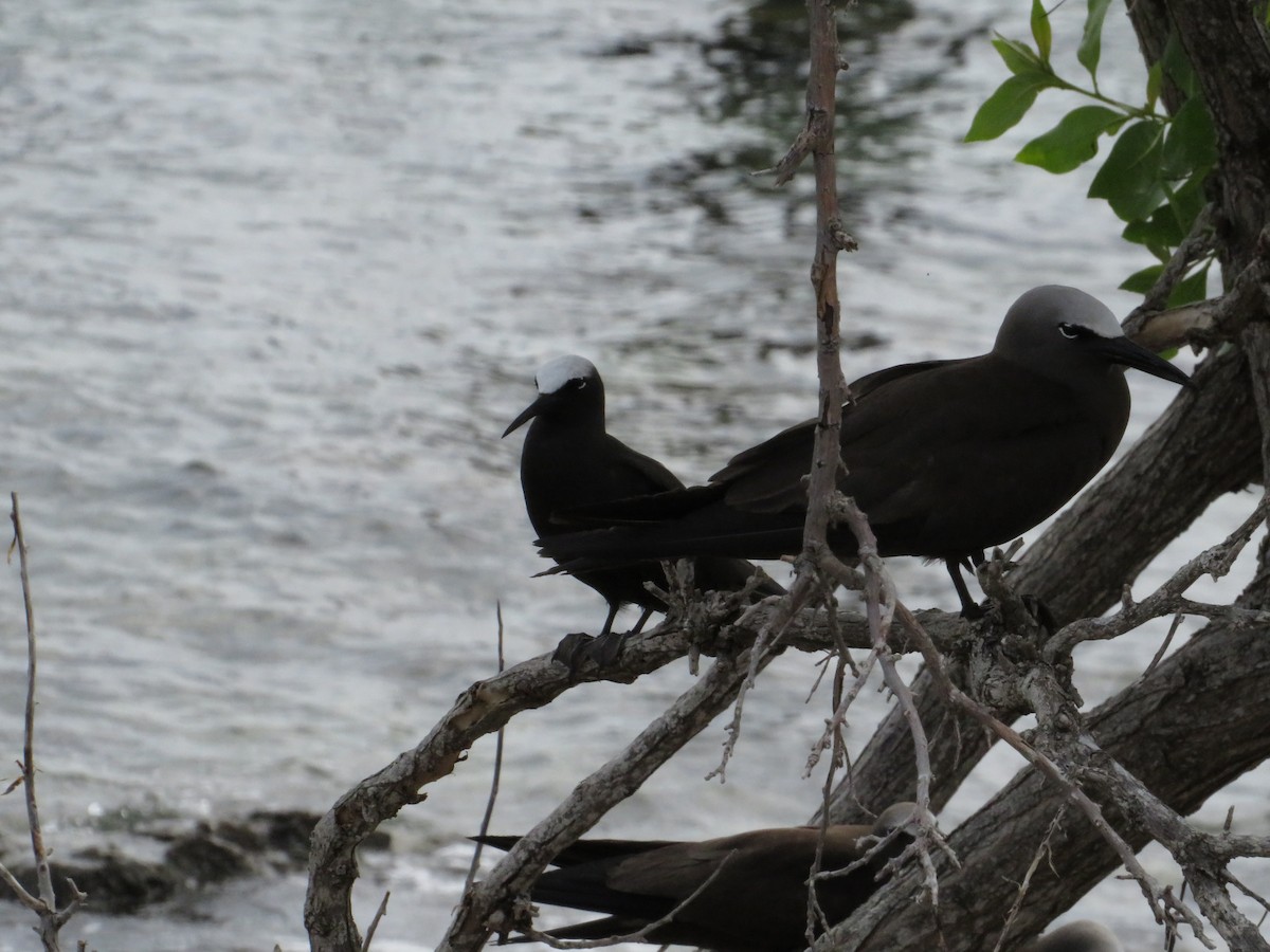 Black Noddy - ML638683357