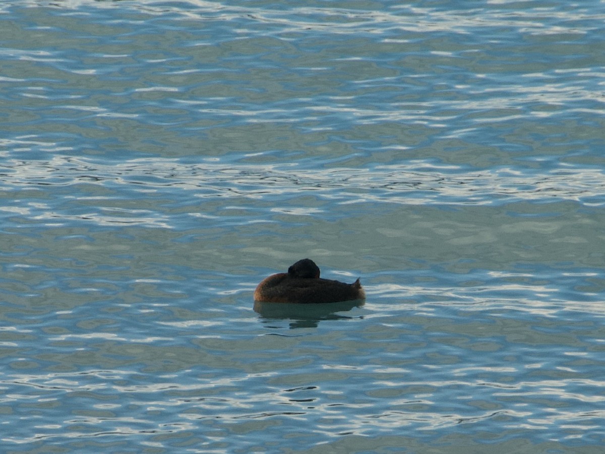 Great Grebe - ML638683363
