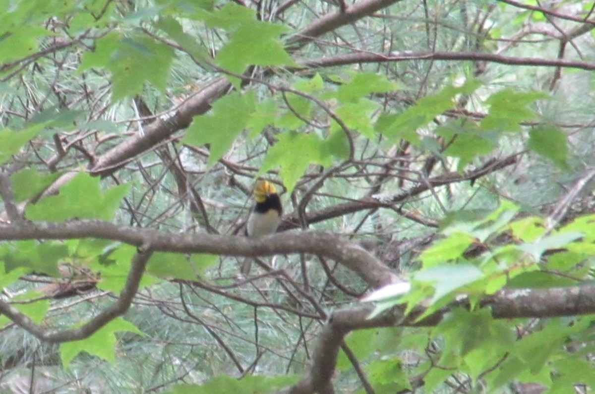 Black-throated Green Warbler - ML638683364