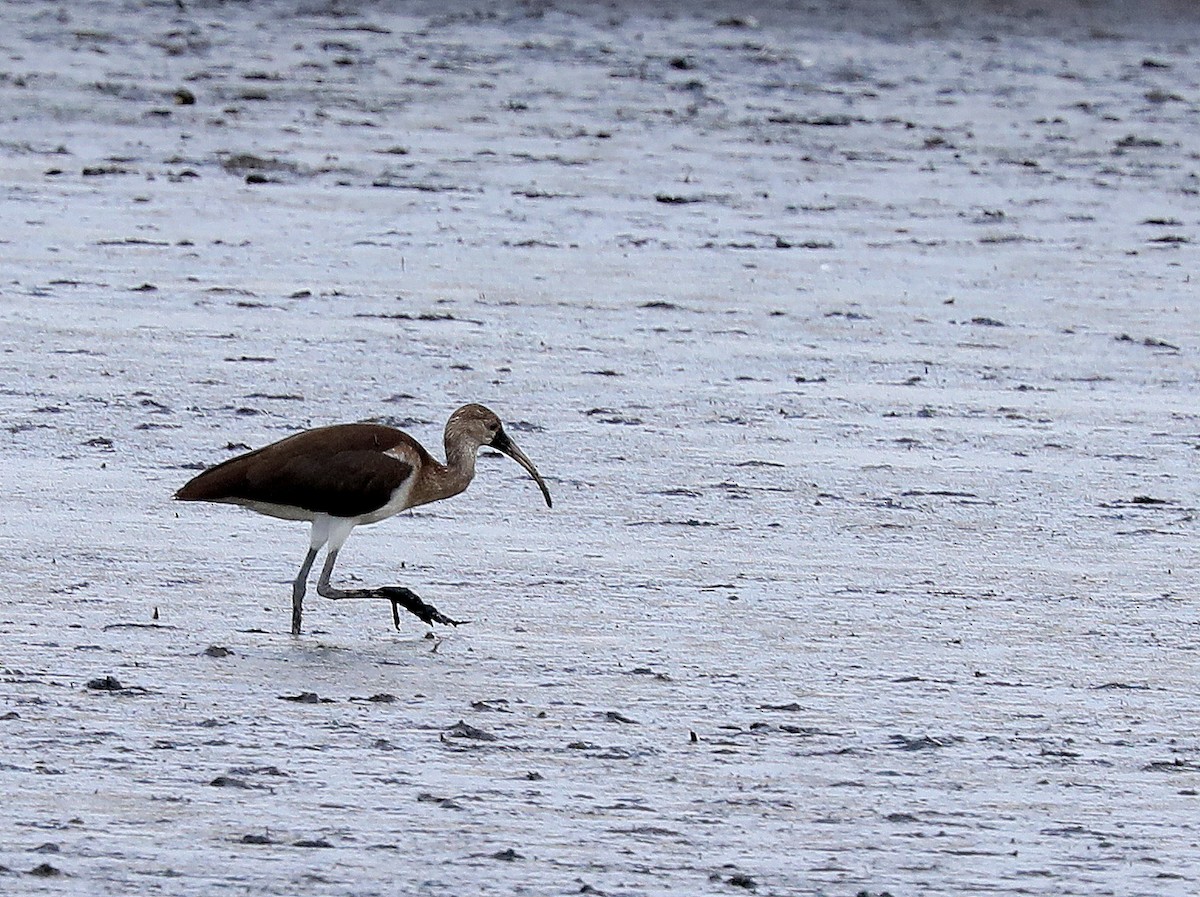 Ibis zuria - ML638683365