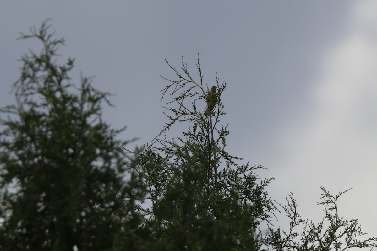 Lesser Goldfinch - ML638683368
