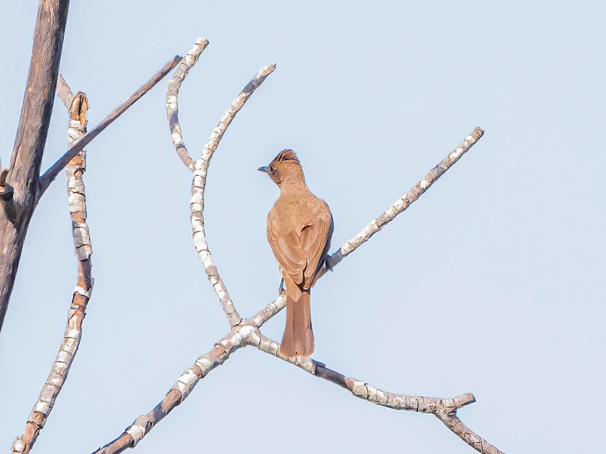 Bulbul arrunta - ML638683374