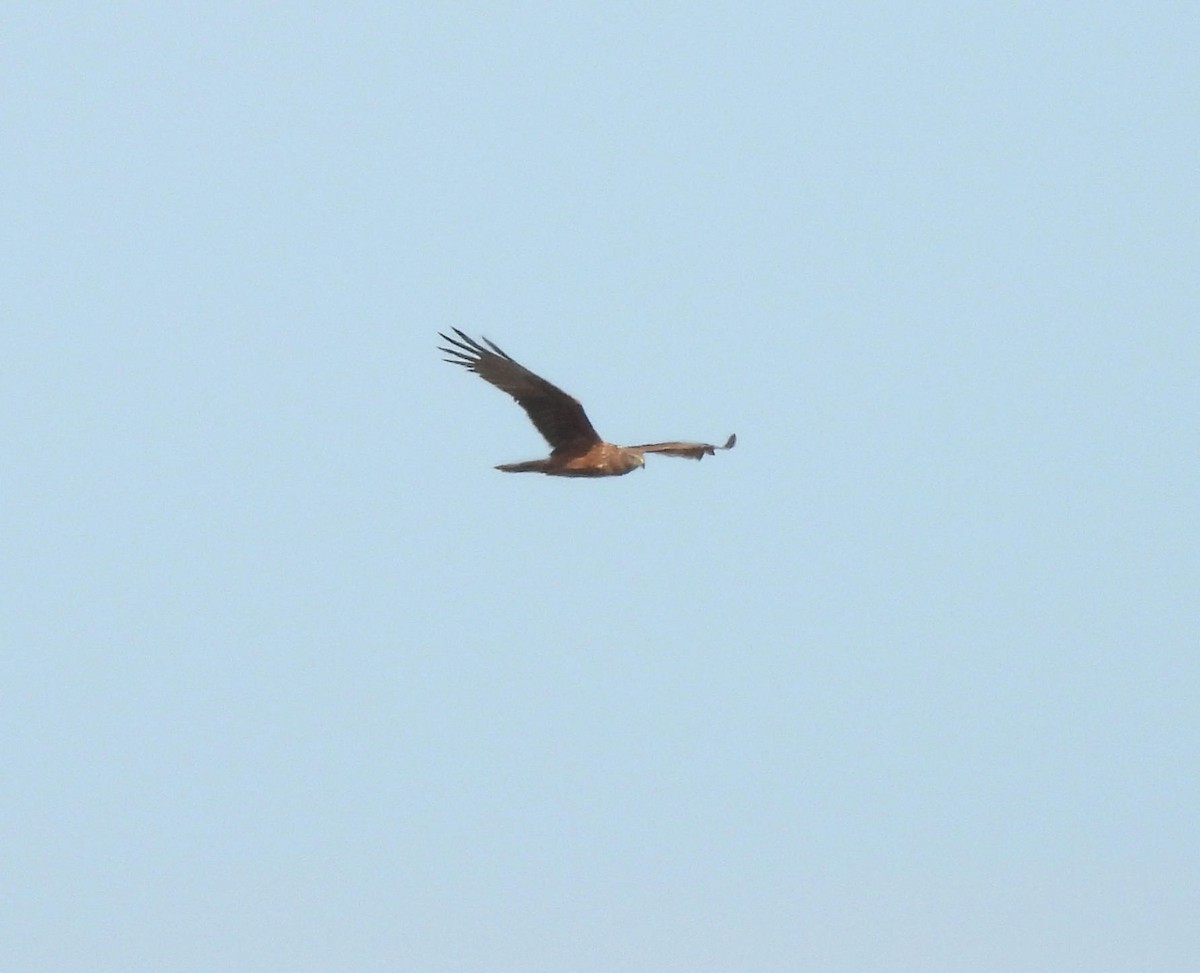 Swamp Harrier - ML638683375