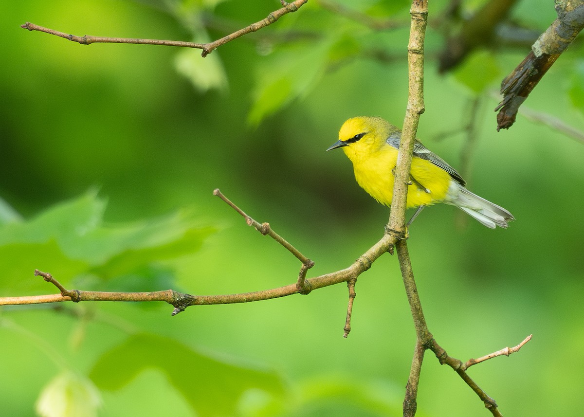 Blue-winged Warbler - ML638683377