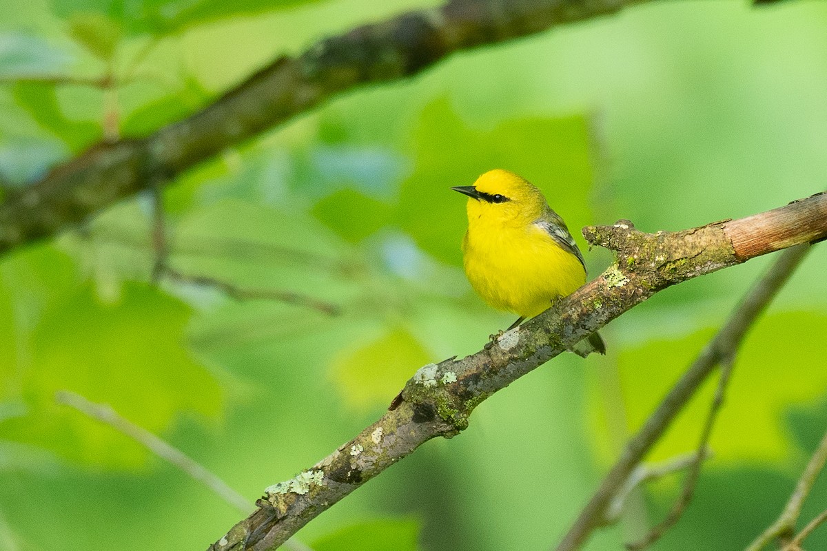 Blue-winged Warbler - ML638683378