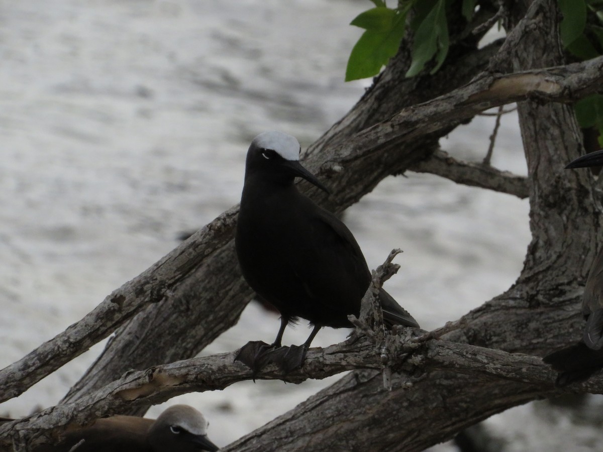 Black Noddy - ML638683380