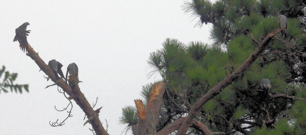Mississippi Kite - ML638683381