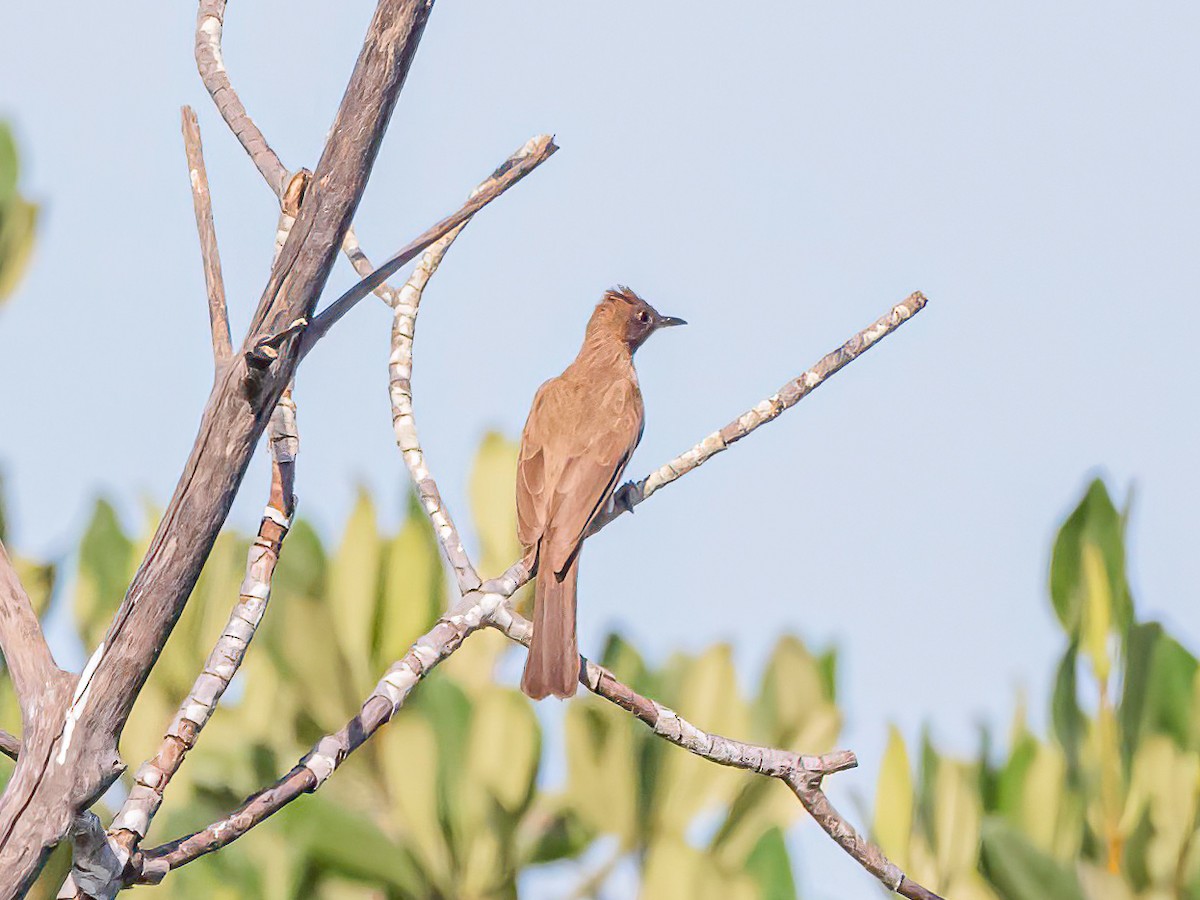 Bulbul arrunta - ML638683382