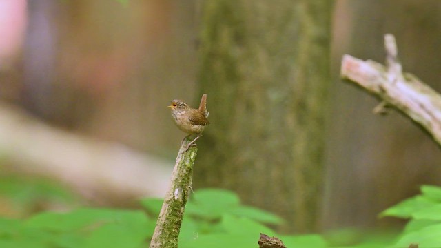 Winter Wren - ML638683383