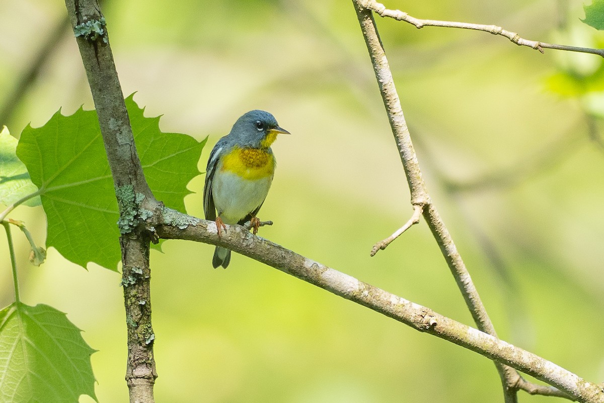 Northern Parula - ML638683385
