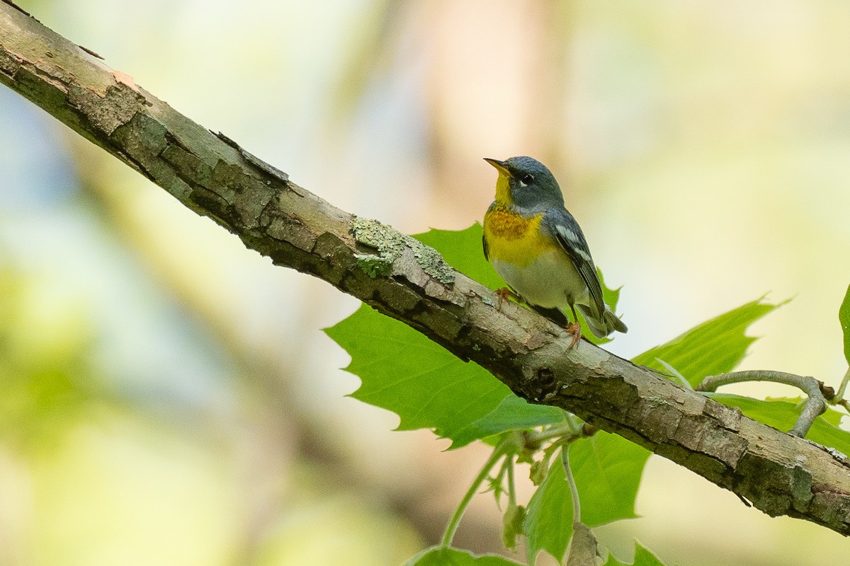 Northern Parula - ML638683386