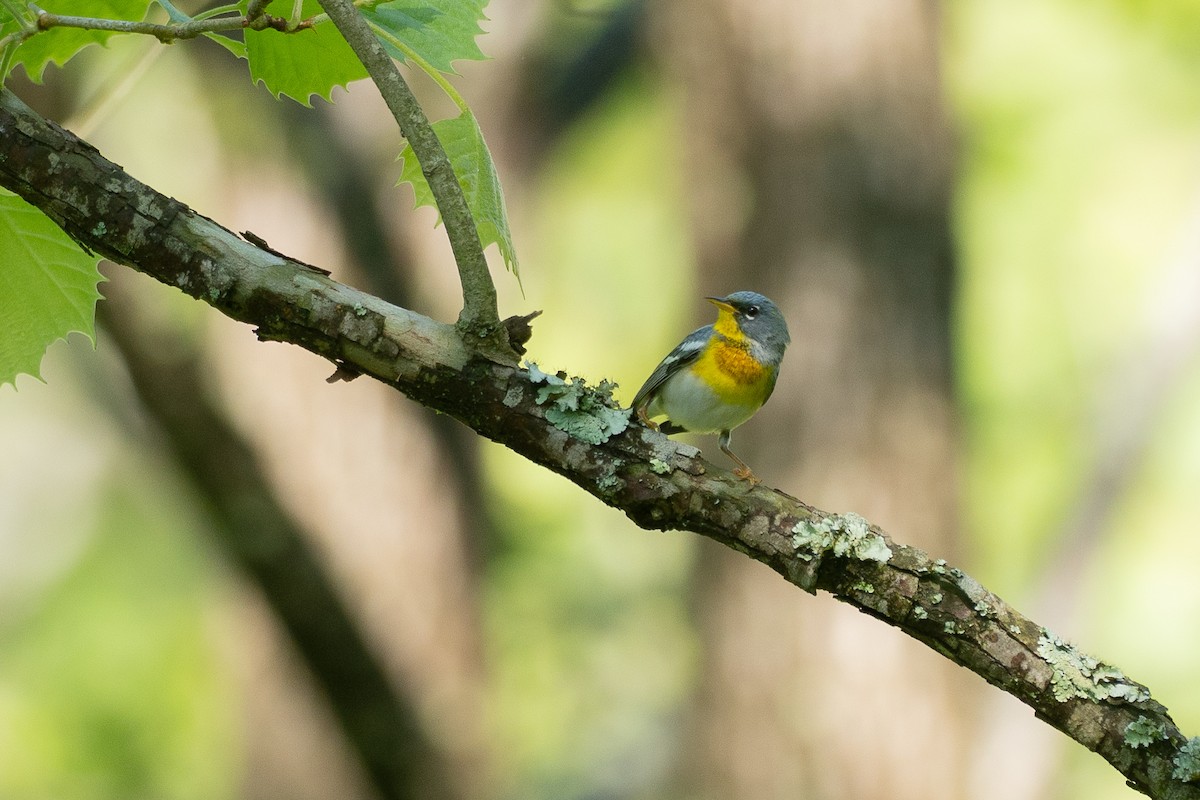 Northern Parula - ML638683387