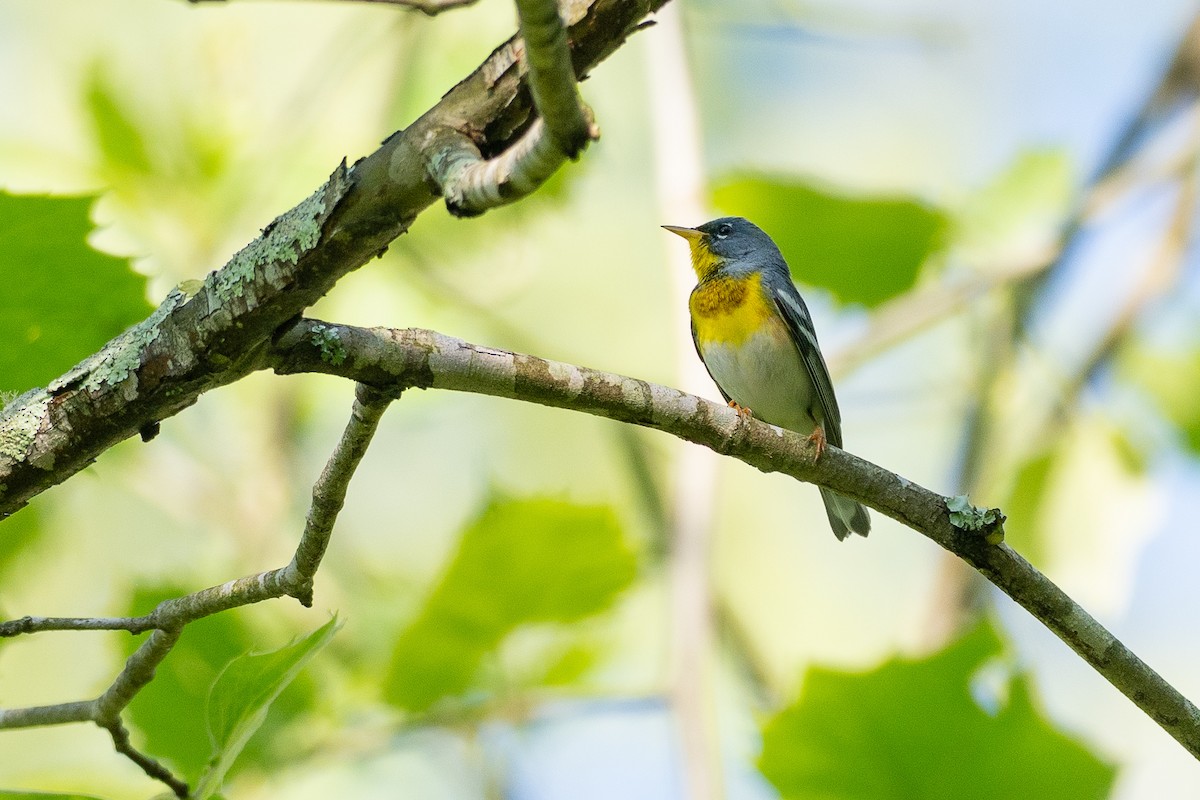 Northern Parula - ML638683388