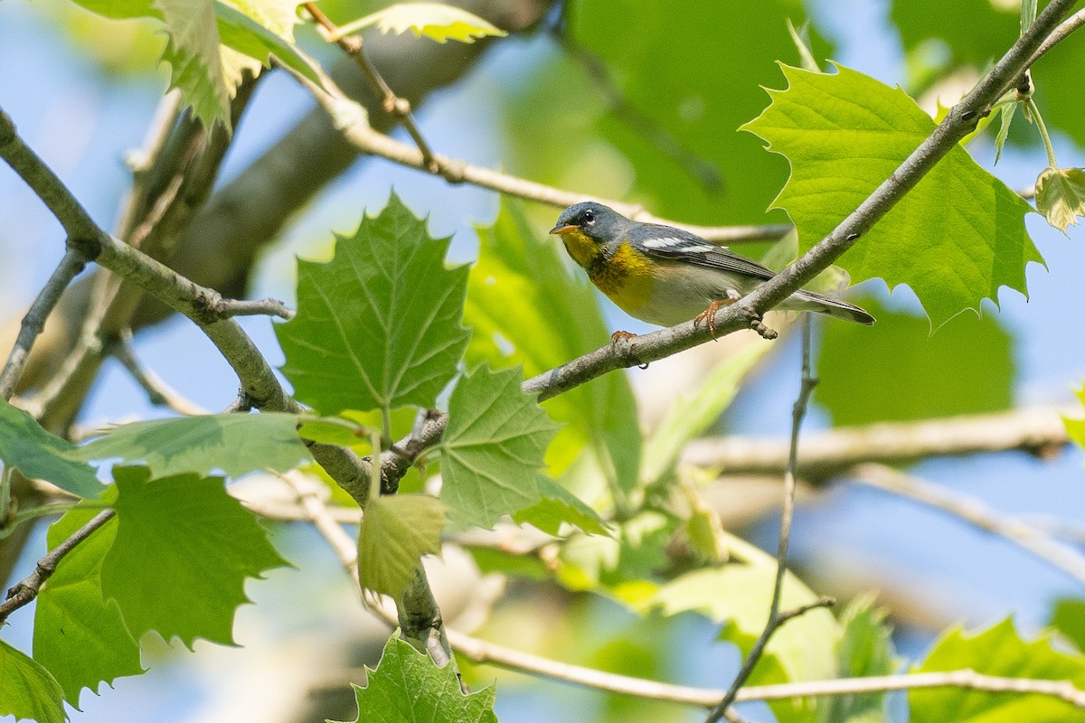 Northern Parula - ML638683389
