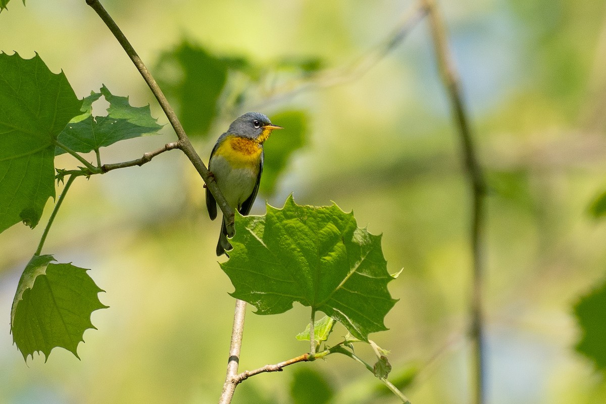 Northern Parula - ML638683391