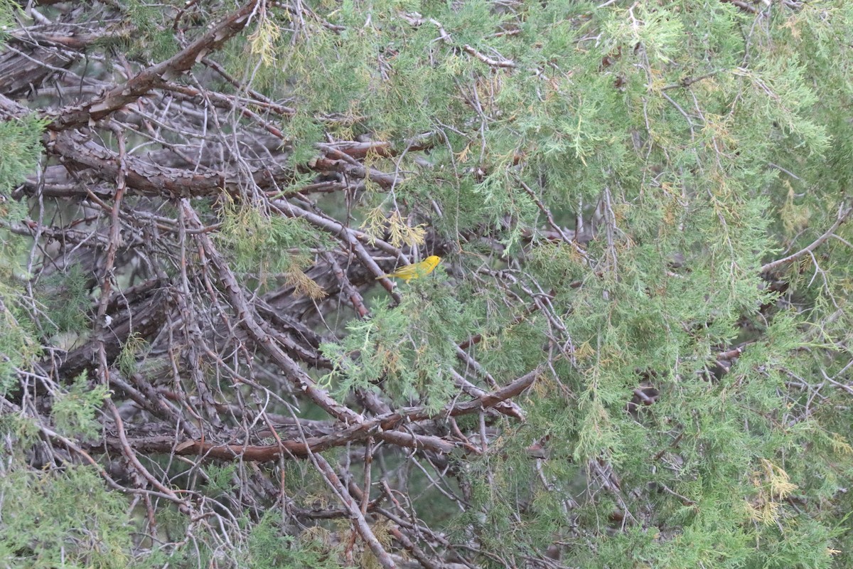 Yellow Warbler - ML638683393