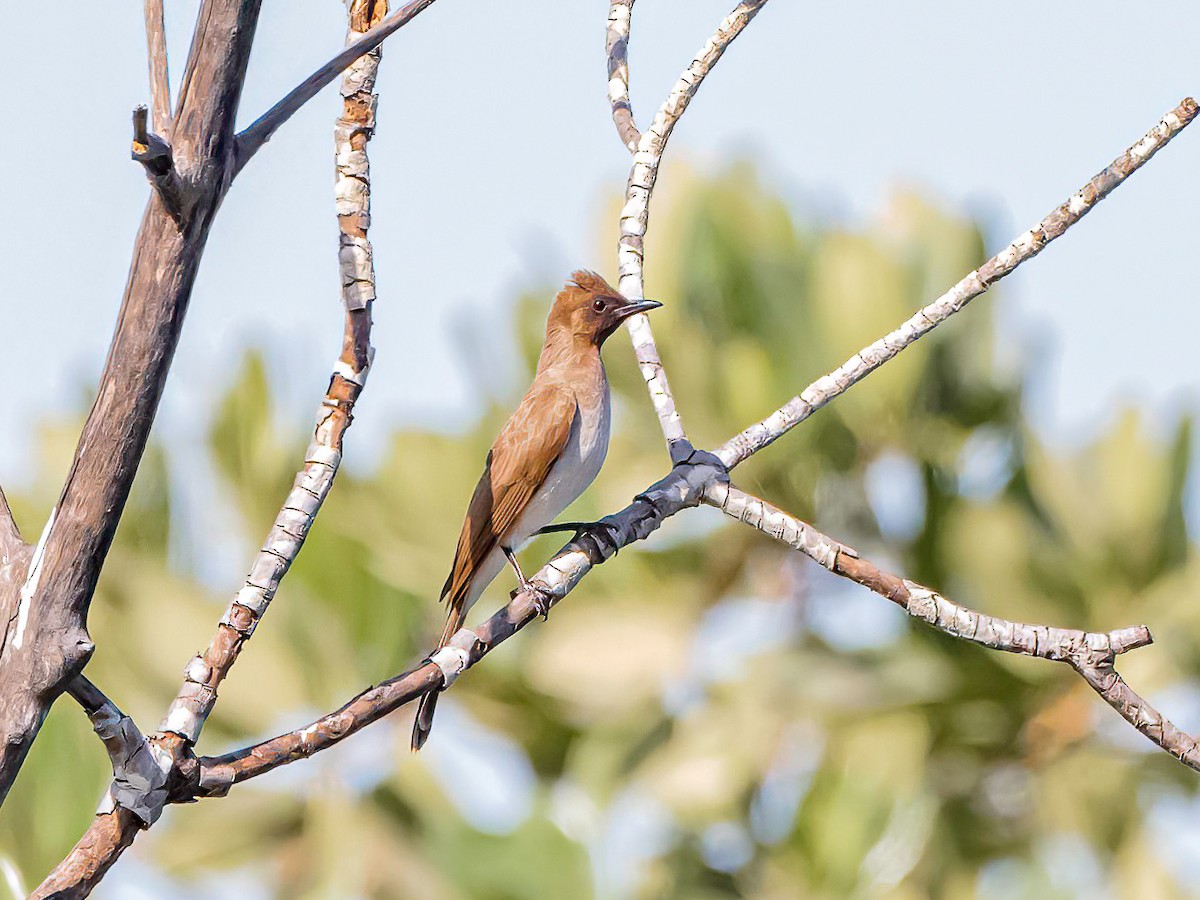 Bulbul arrunta - ML638683394