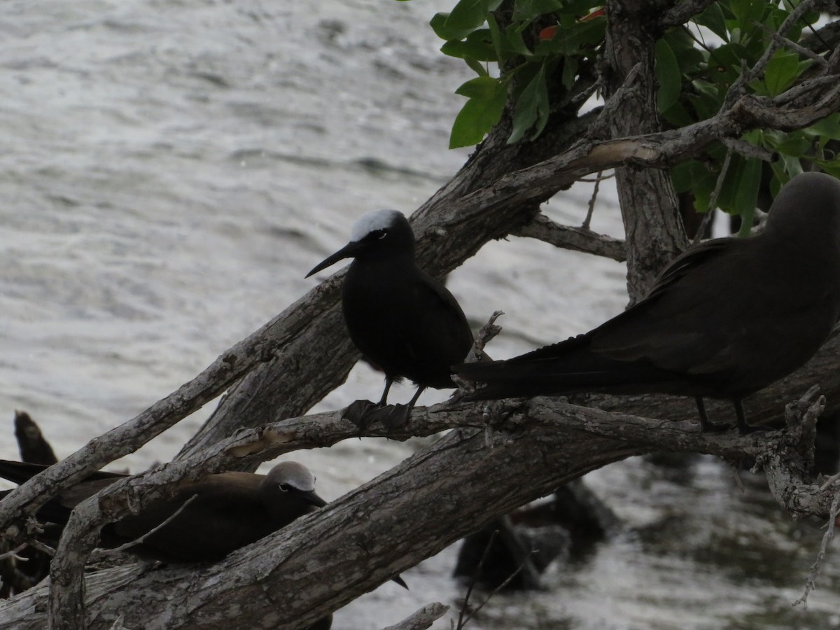Black Noddy - ML638683399