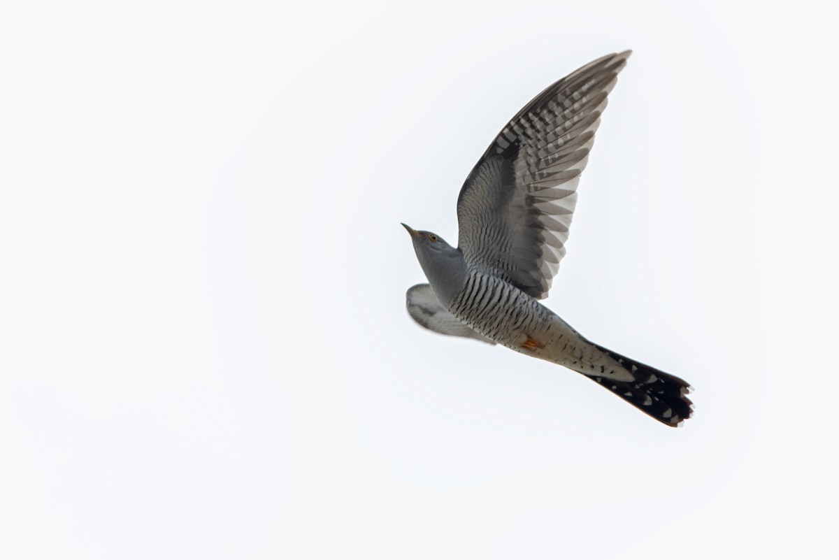 Kuku eurasiarra - ML638683400