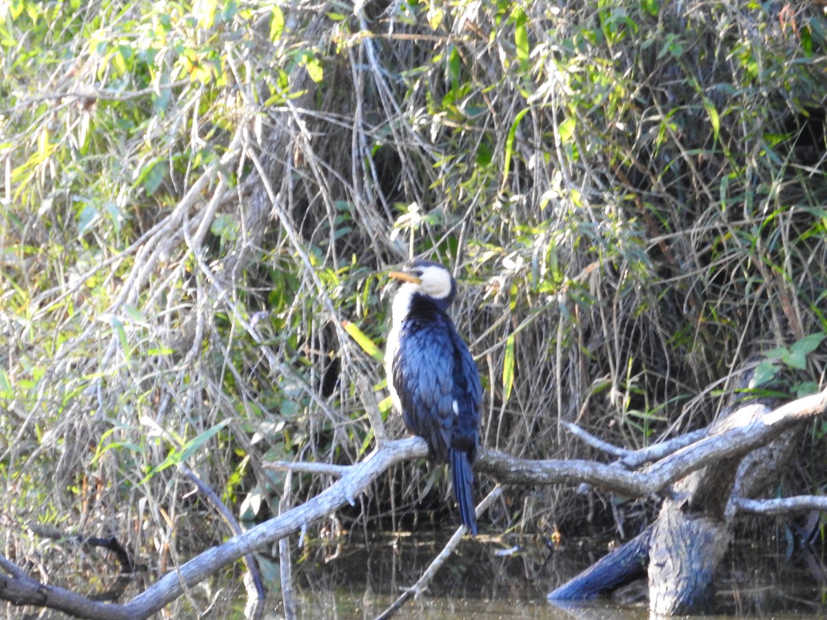 Little Pied Cormorant - ML638683401