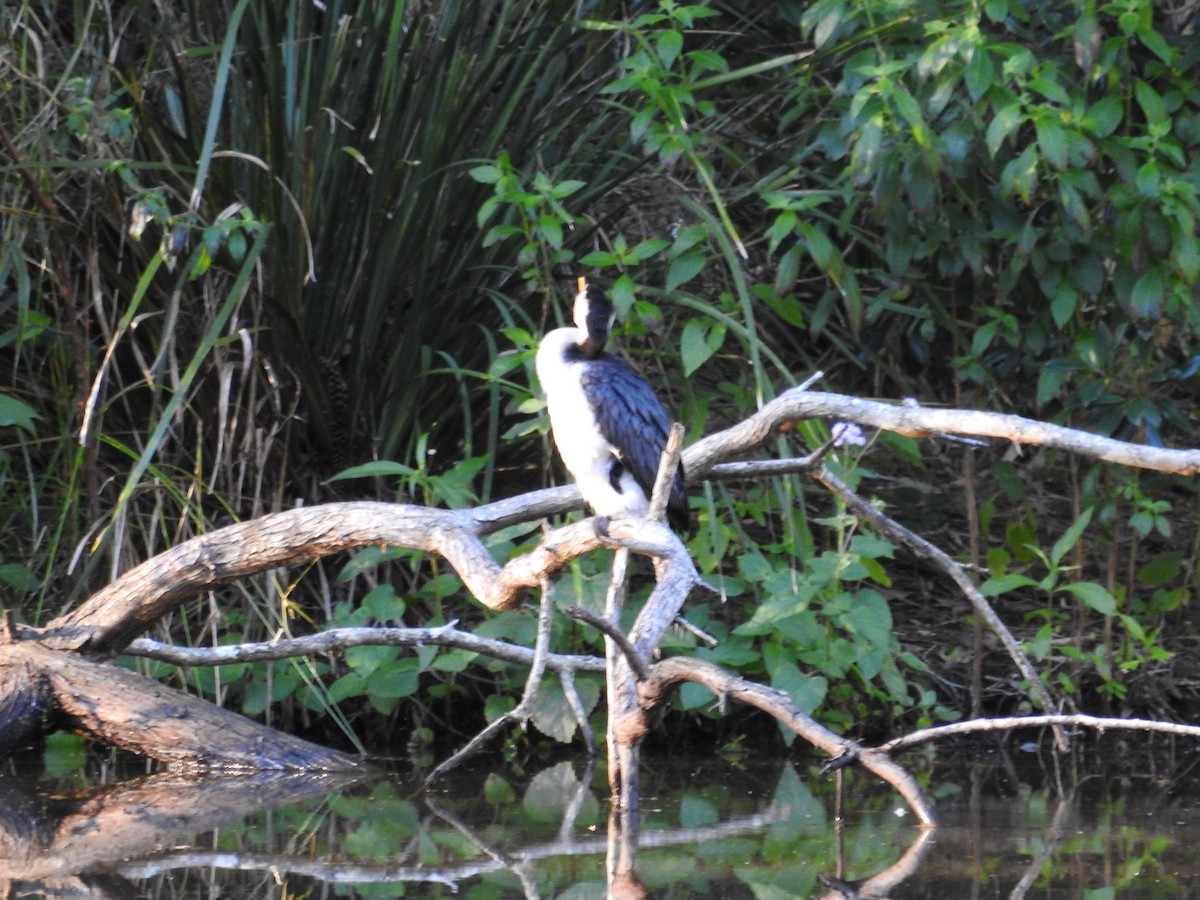 Little Pied Cormorant - ML638683403
