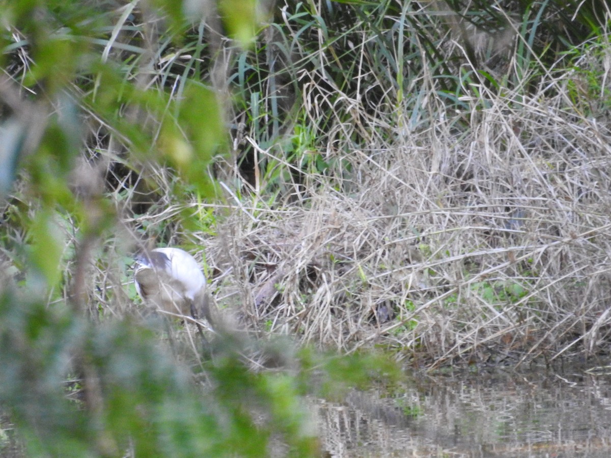 Australian Ibis - ML638683411
