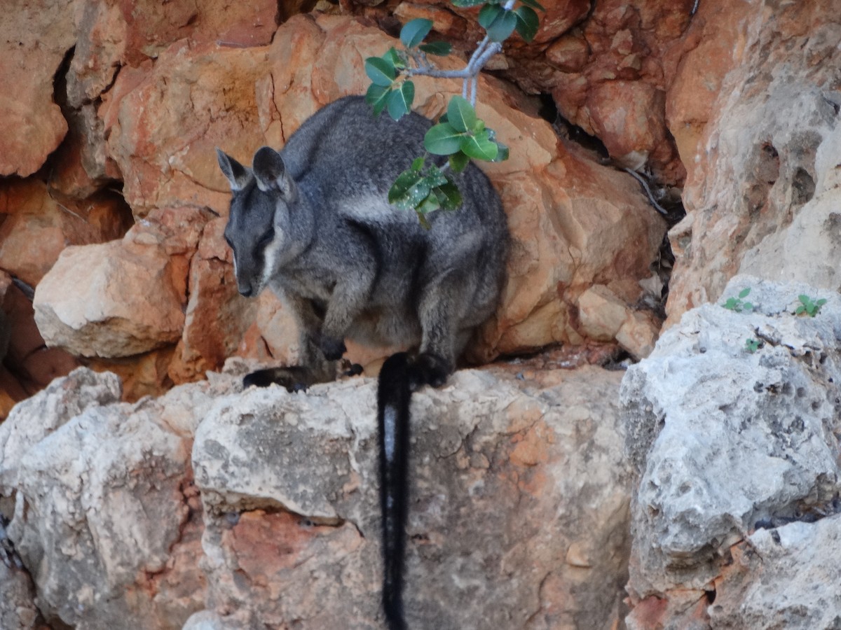 Black-flanked Rock Wallaby - ML638683412
