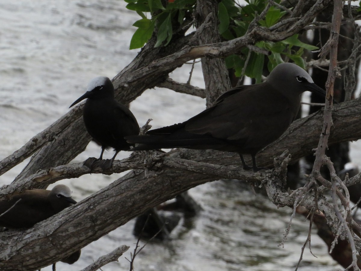 Black Noddy - ML638683413