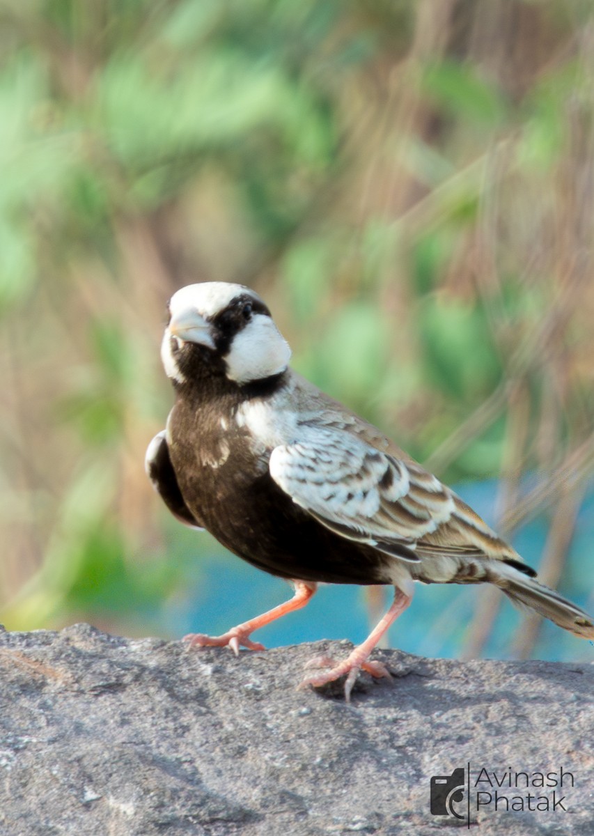 Ashy-crowned Sparrow-Lark - ML638683419