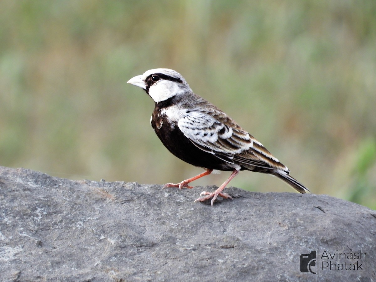 Ashy-crowned Sparrow-Lark - ML638683420
